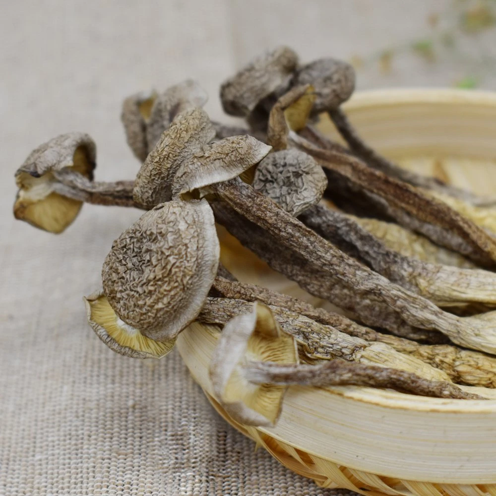 Long-Term Storage Bulk Organic Foods Pilose Antler Mushroom