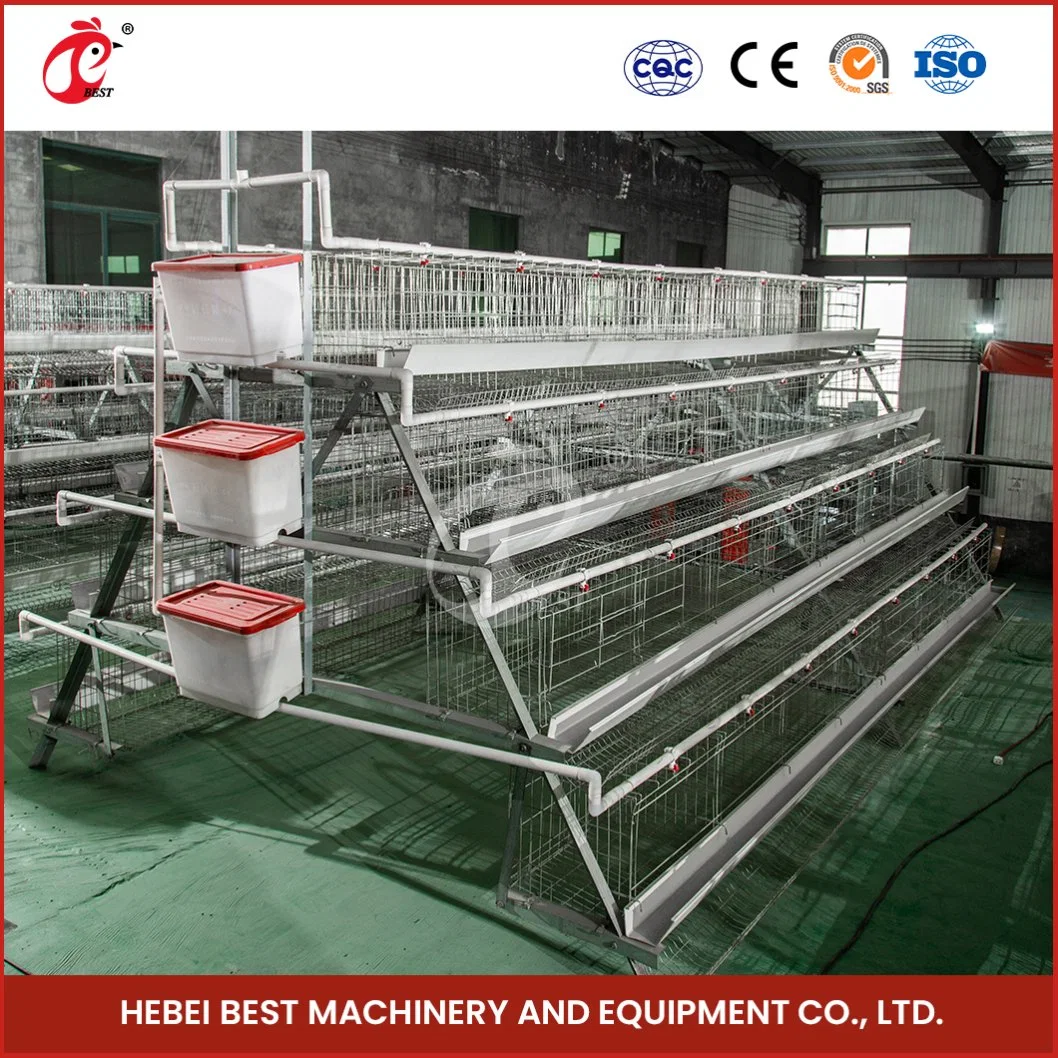 Bestchickencage a Type Layer cage China Indoor Chicken Layer cage Usine OEM Custom Heat a Chicken Layer Coop Configuration Chicken Chauffage Coop