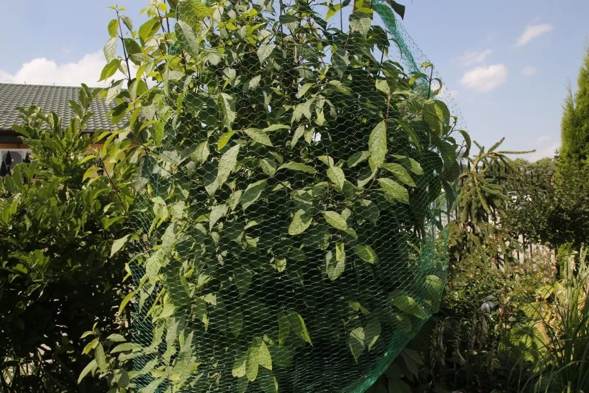 Red Antiaves de HDPE virgen para la Agricultura