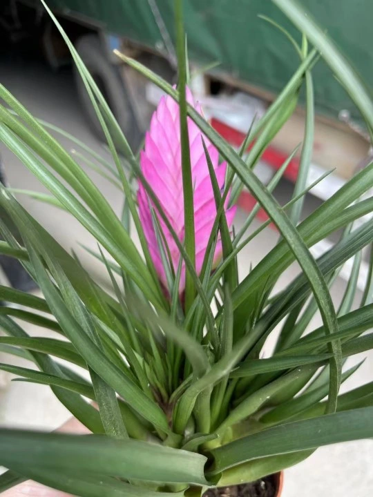 Tillandsia Cyanea Linden Ex K. Koch Flower Real Plant Bonsai Seedling with Pot Wholesale/Supplier