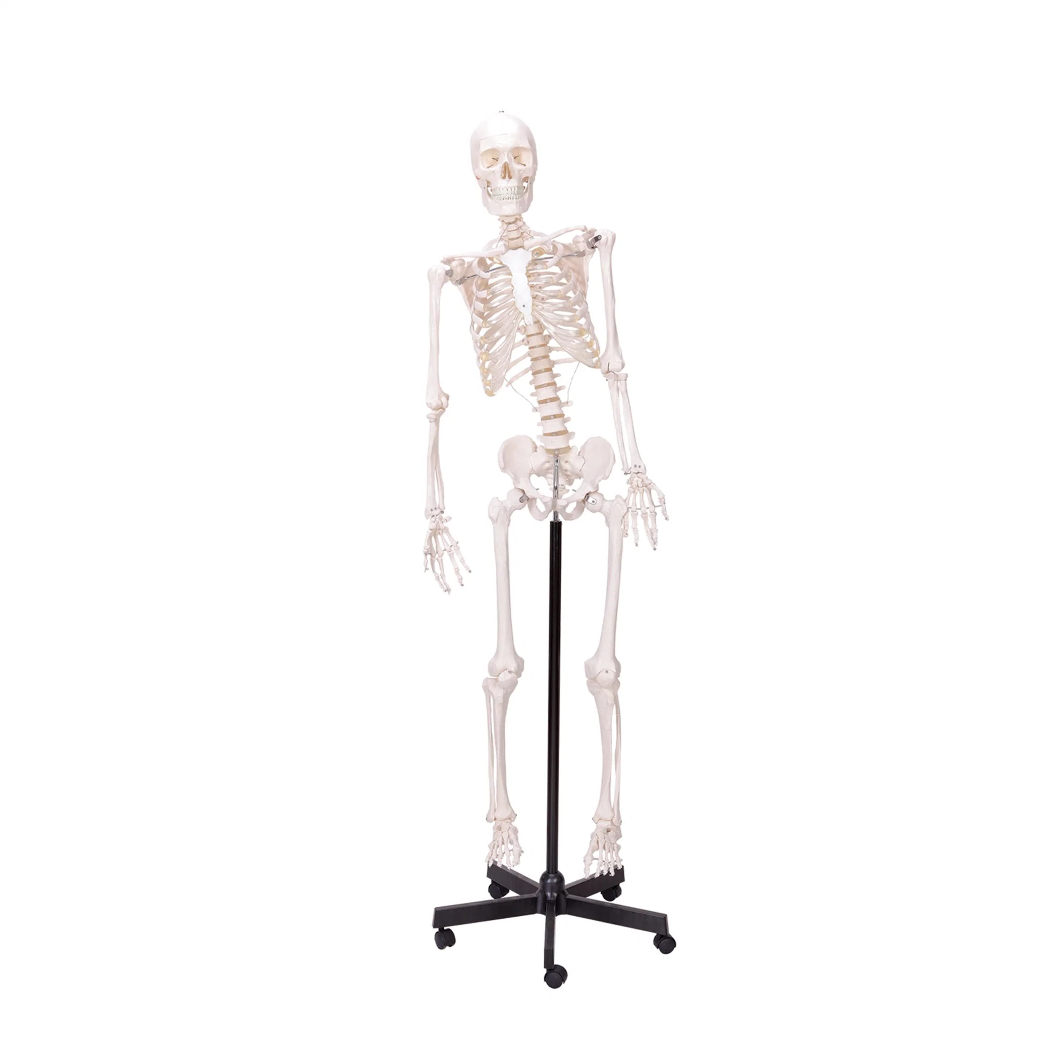 Medical Teaching Models Anatomical Human Teaching Flexible Skeleton with Natural Size of PVC