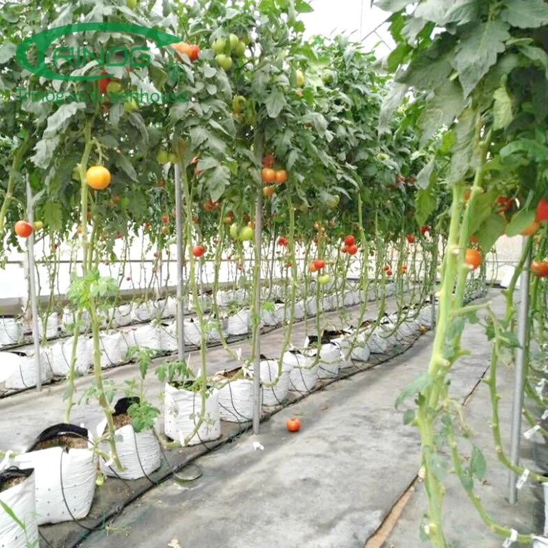 Sparsamer Anbau Hydroponics System Film Landwirtschaftlichen Green House für Gemüse Wachstum