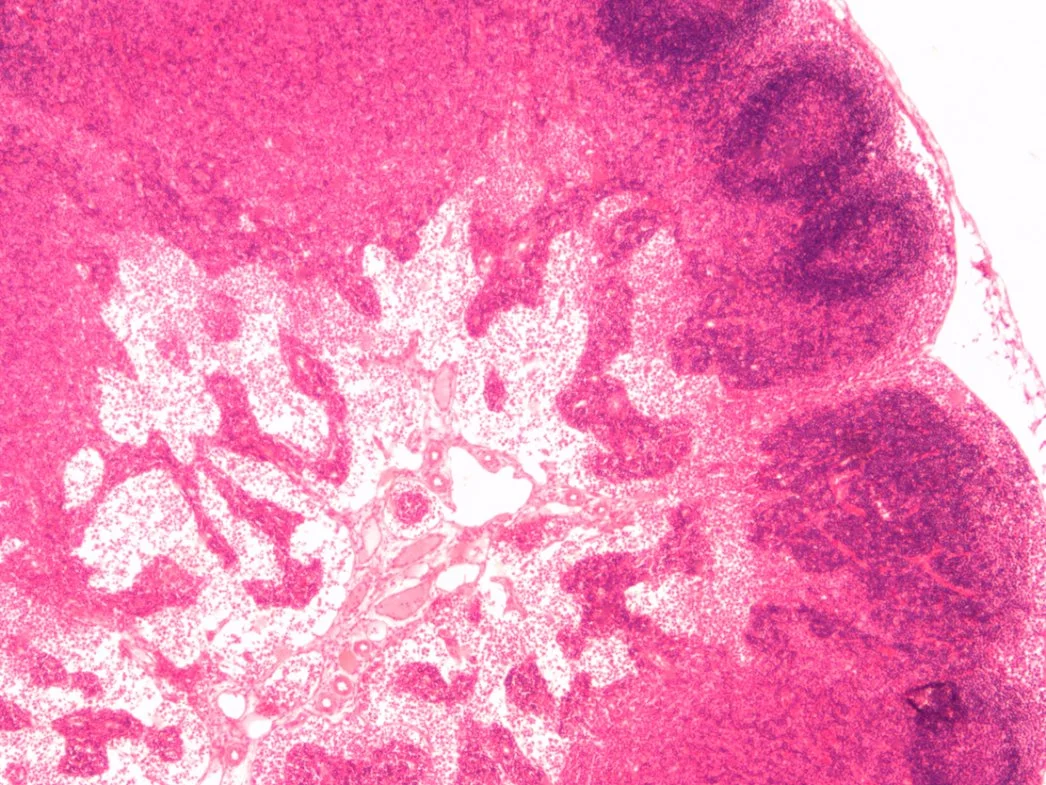 Biologie L'épithélium simple à colonnes de l'Histologie de mammifères diapositives Diapositives de verre de microscope de laboratoire