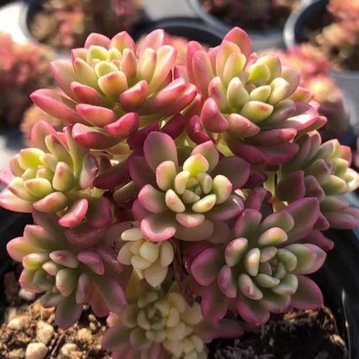 Succulent Sedum"Joyce Tulloch" Natural Plants