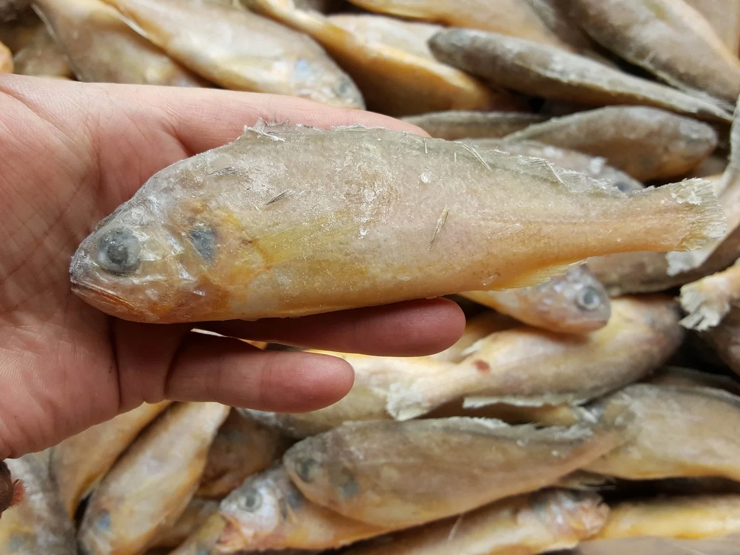 Frozen China Yellow Croaker Fish