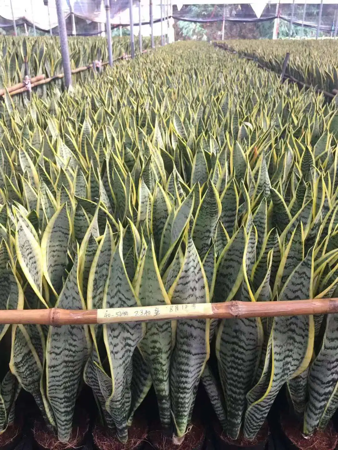 Китай золотой раме Sansevieria Trifasciata Prain Sansevieria Hahnii декоративные растения бонсай