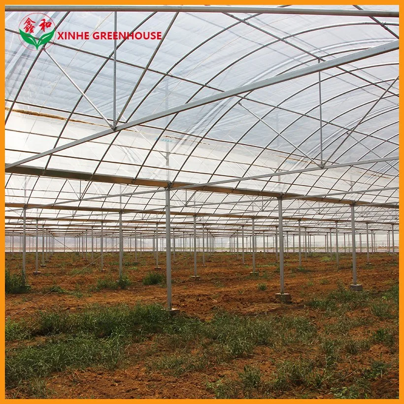 Single Layer Film Vegetables Greenhouse with Hydroponics for Tomatoes