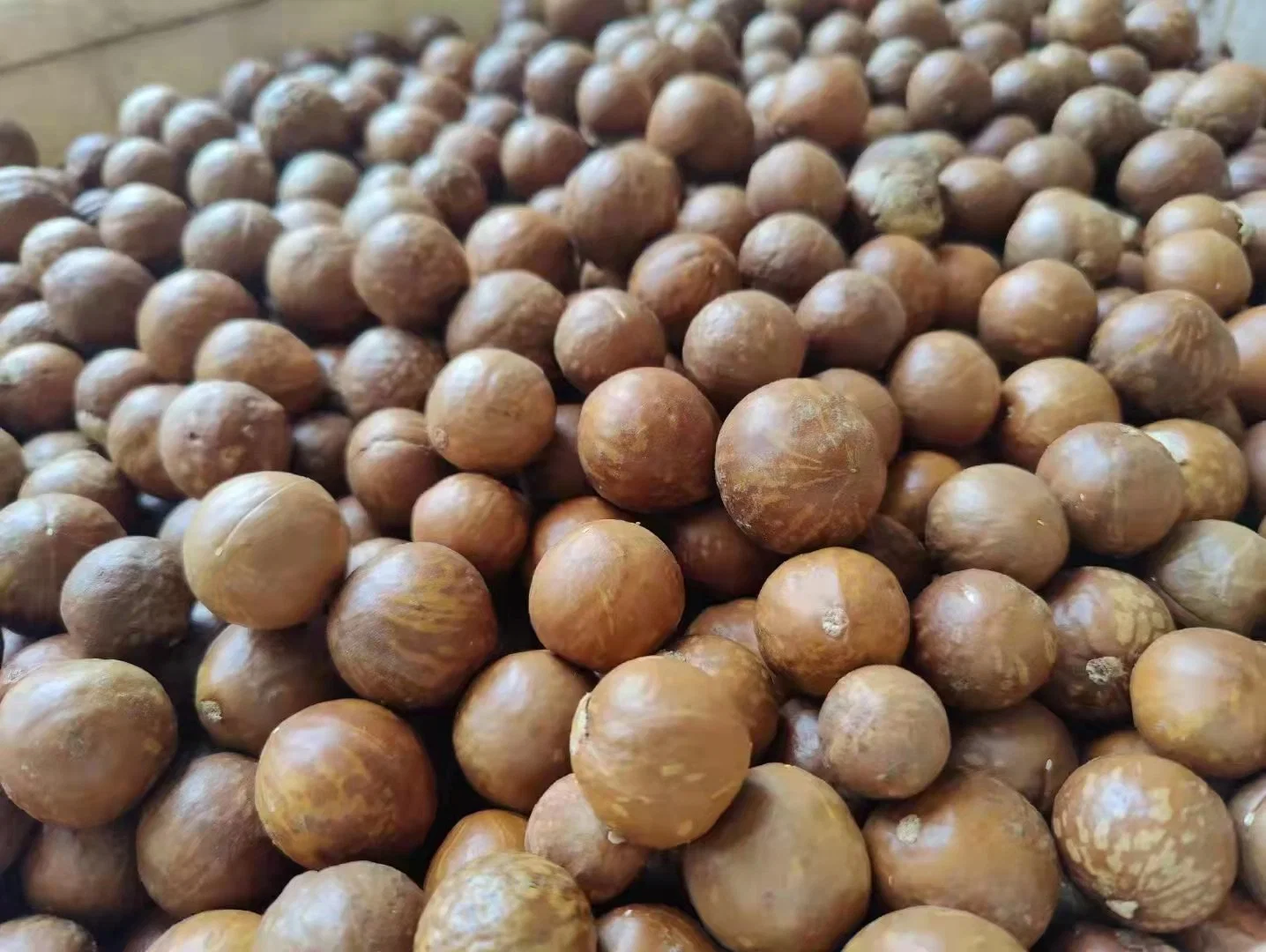 Macadamia Nuts Full Kernel Big Size 25mm+ 2023new Crop Top Quality