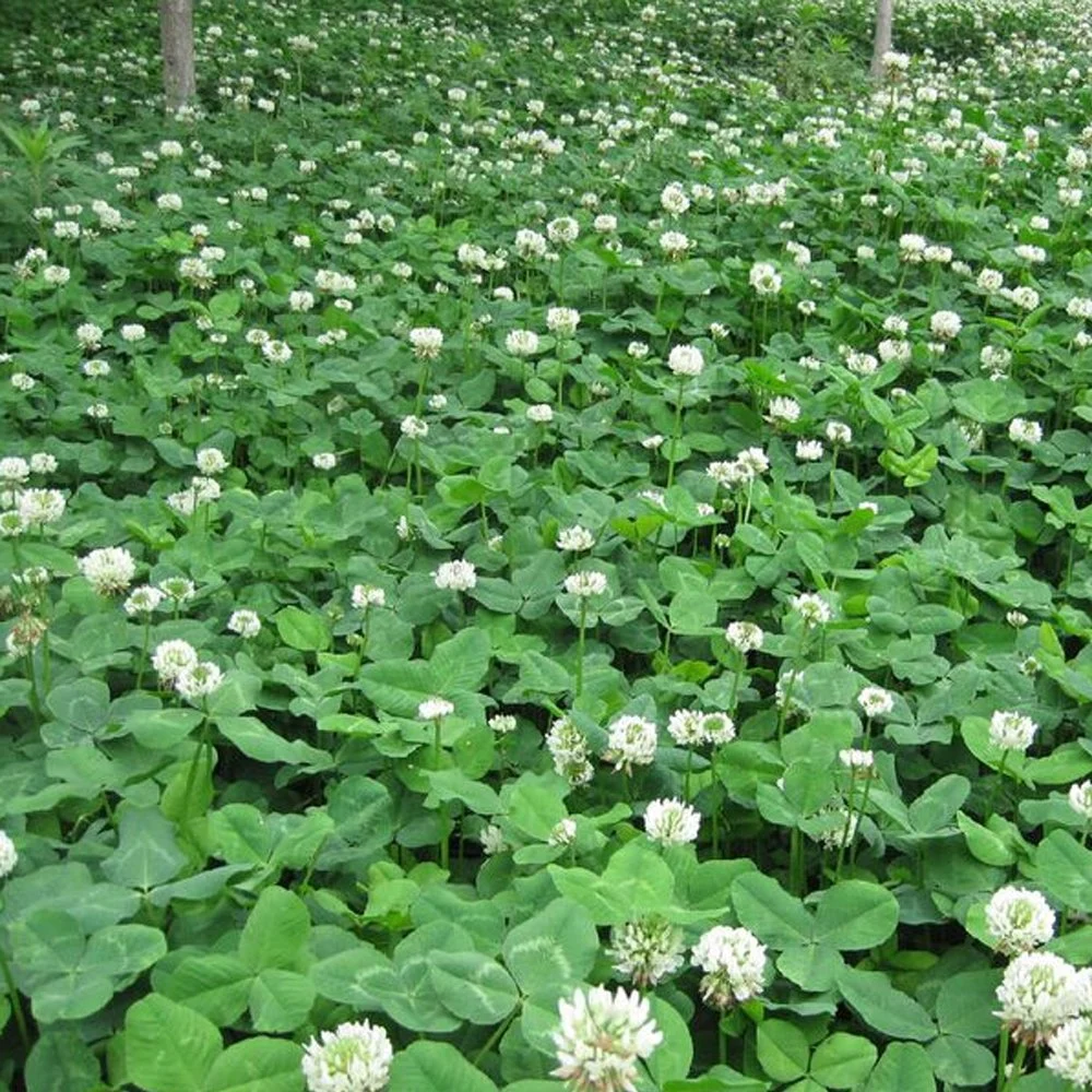 Futter Gras White Clover Samen / Trifolium Repens Samen zum Pflanzen