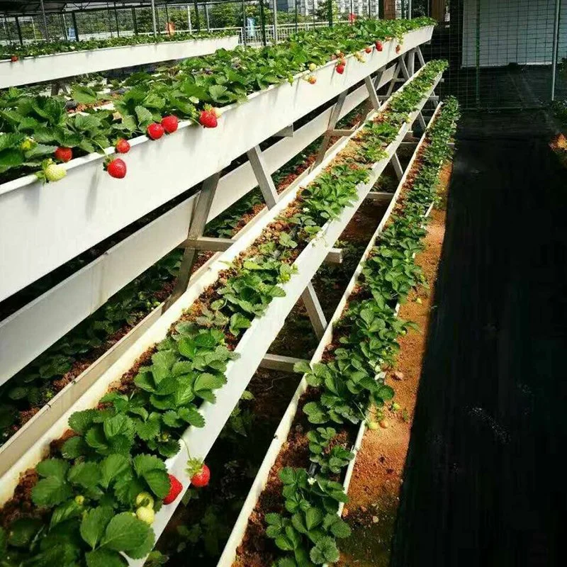 Hydroponic PVC Drain Gutter Aquaponic Grow System for Strawberry Vegetables