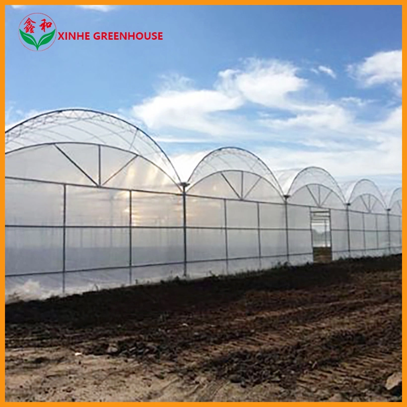 China Good Price Professional Design Agricultural Plastic Film Greenhouse