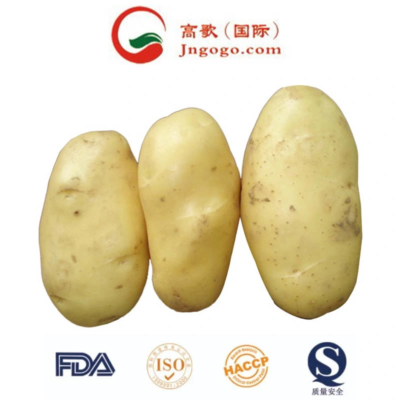 New Crop Fresh Potato Supplier (150g and up)