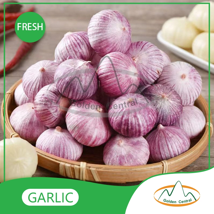 Lowest Price High Grade Pure White Garlic