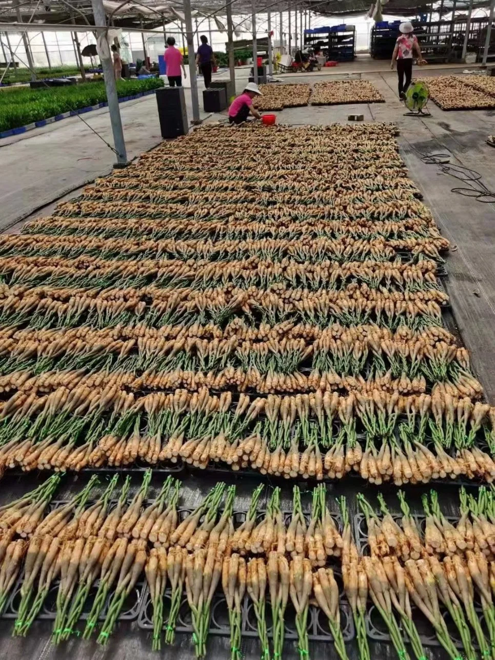 Fünf Zöpfe Pachira macrocarpa Chinesischer Geldbaum Pachira für Haus/Garten Dekoration