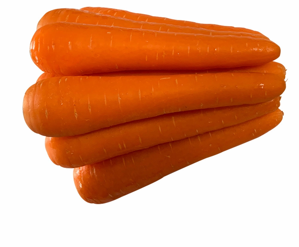 Chino de alta calidad nuevo cultivo de zanahoria fresca para exportación
