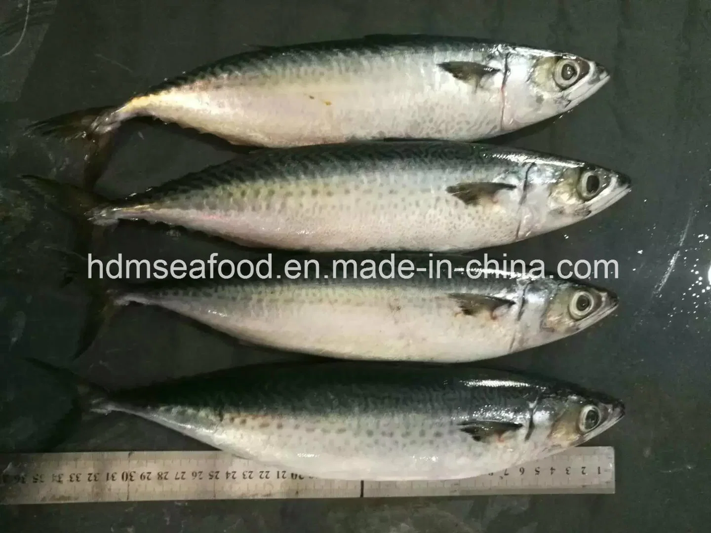 Big Size New Catching Fish 400-500&500g+ Frozen Pacific Mackerel