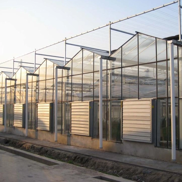 Venlo Type Glass Greenhouse for Vegetables Growing with Modern Design