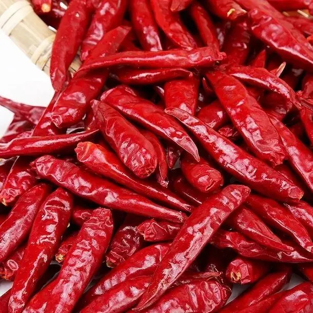 Tianjin Chili/Tientsin Chilli/Tianying Chili From Hehan Plant Base