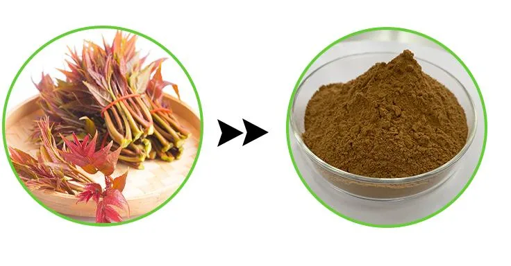 Supply Chinese Toon Extract Powder Wholesale/Supplier Xiang Chun Extract Toona Sinensis Extract