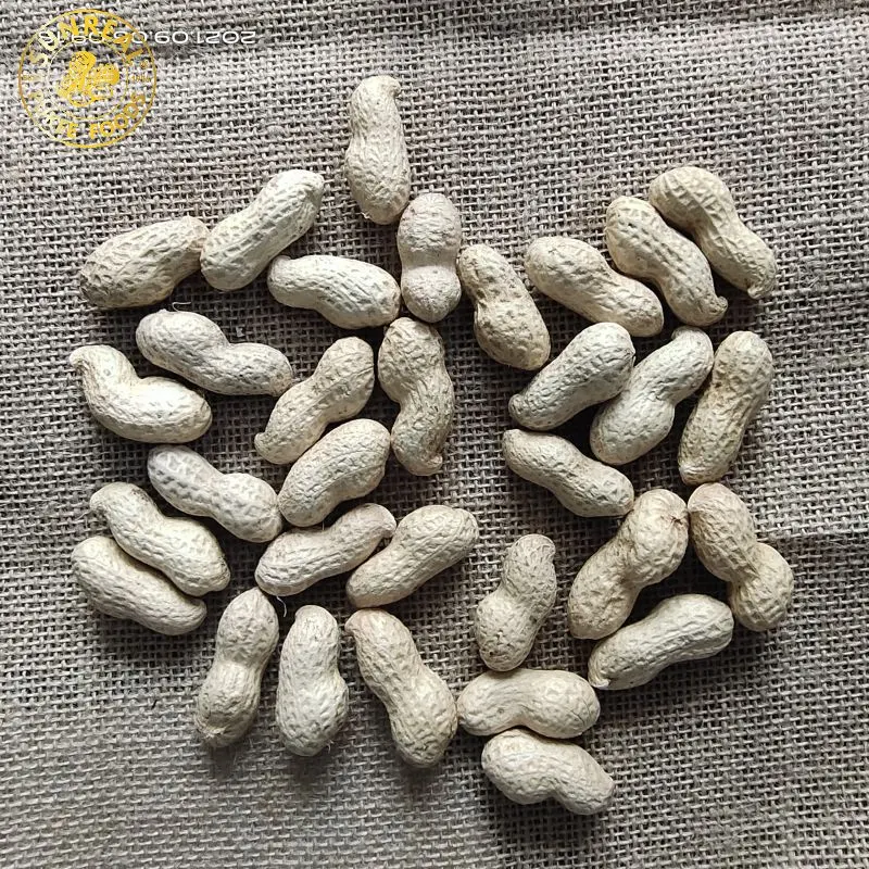 Virginia Peanuts /Raw Peanut in Shell /China / New Crop All Size All Breeds