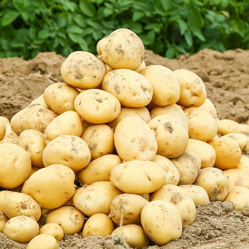 Bestseller frische Kartoffel / Kartoffel-Chips zu günstigen Preisen - Großhandel/Lieferant für gefrorene Kartoffelfriese