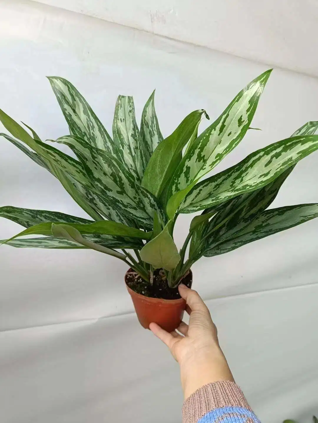 Decoração de jardim Aglaonema "prateado Queen' Aglaonema Variedades em stock