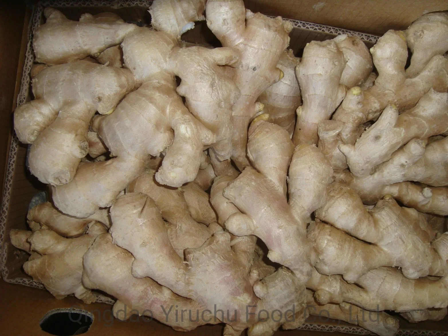 China Dry Ginger Chinesischer Ingwer Luftgetrockneter Ingwer Frischer Ingwer