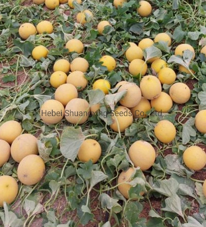 Galia Type Melon Seeds Extremely Early Maturity Melon Seed