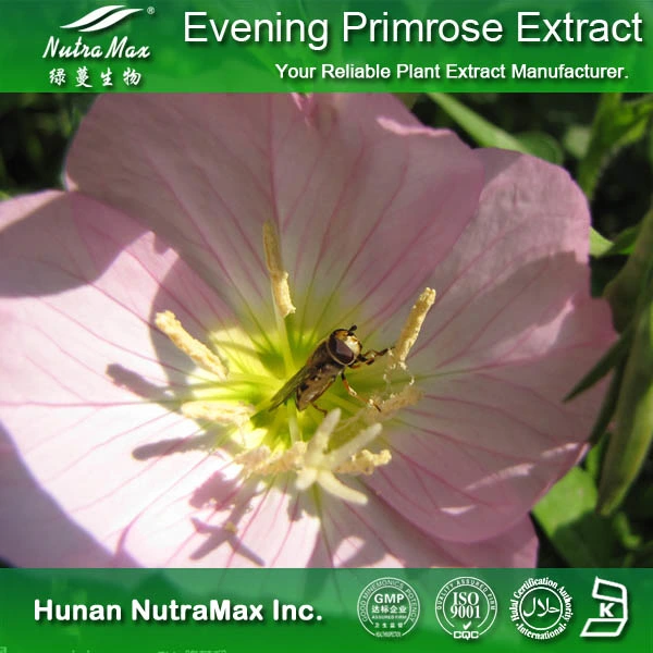 Evening Primrose Huile Seed Extract 1-20 % Gla