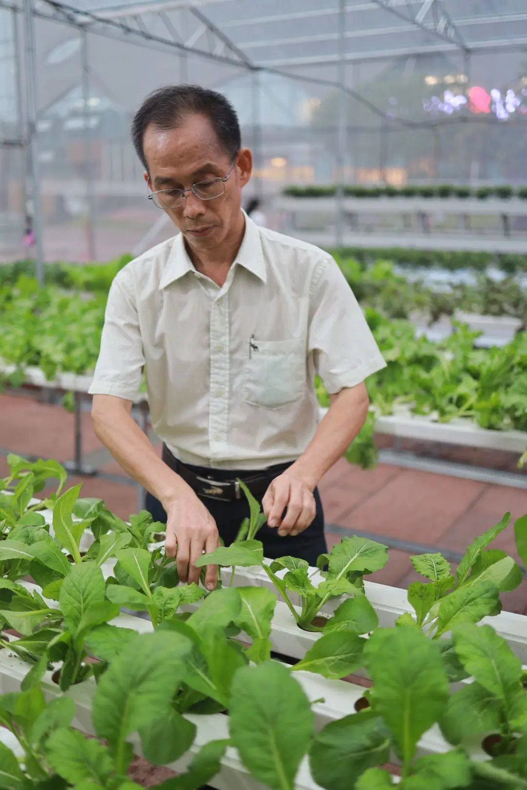 Agricultura Biológica Hidroponia Vertical recipiente System gases com efeito de exploração da Real Fábrica na China para a alface/forragens de grama/Plantas Medicinais/espinafres