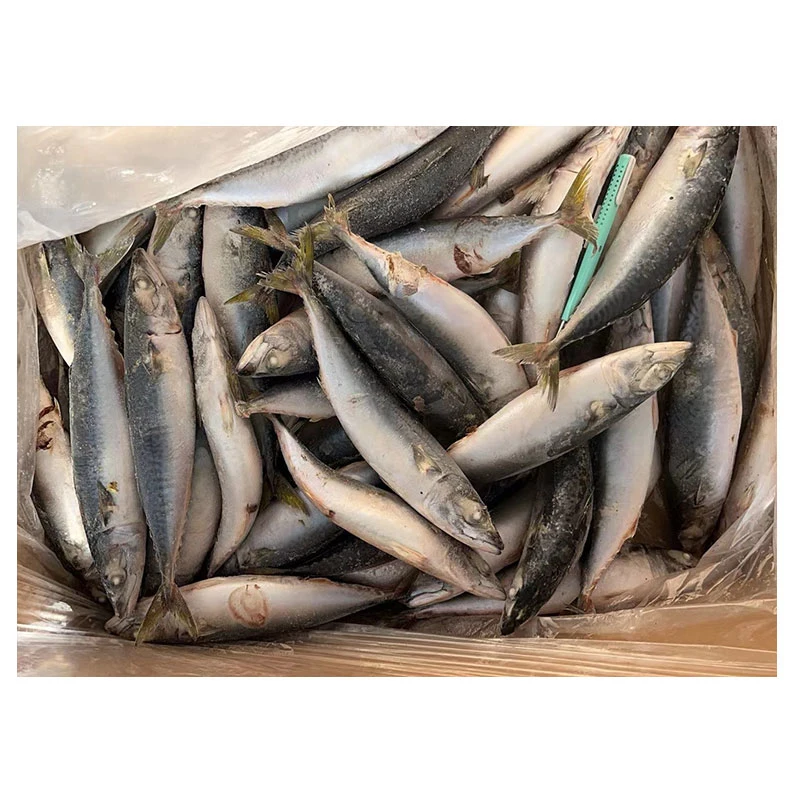 Frozen Pacific Mackerel 250-350g for Vietnam