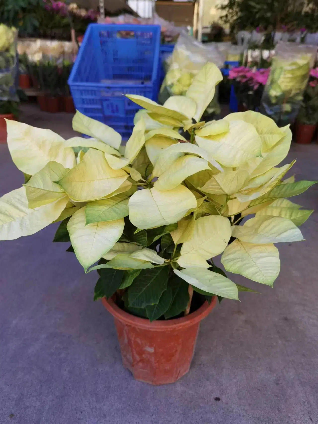 Großhandel Poinsettia Blumen Blatt Pflanze Topfed Bonsai für Gartendekoration, Innenpflanzen Live-Pflanzen China Kindergarten