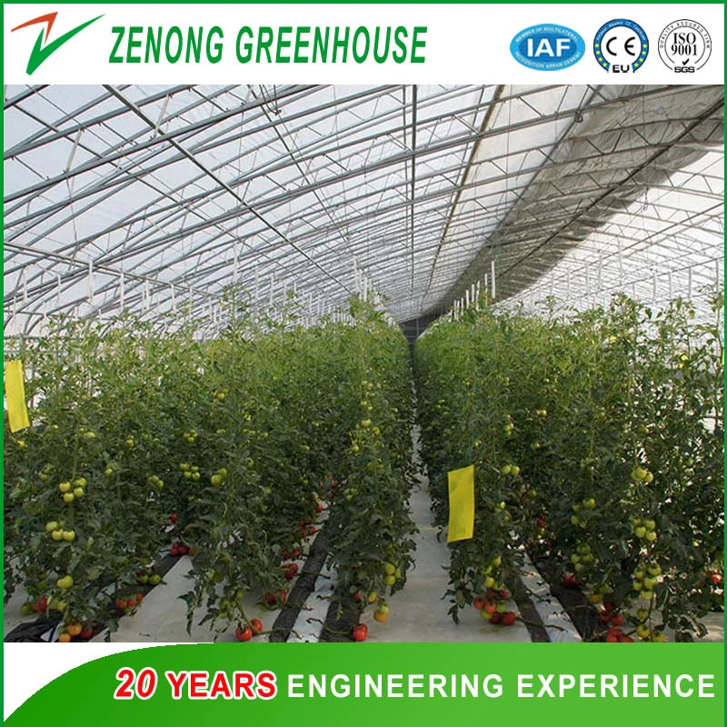 Heat Insulation Solar Greenhouse for Agriculture Planting in Winter