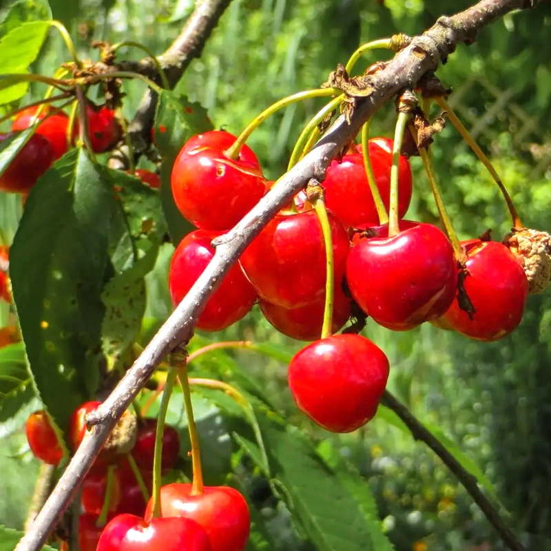 Película plástica personalizada vidrio policarbonato Hoja Agrícola / Comecia Multi-Span un solo Span Proyecto de invernaderos con sistema hidropónico para hortalizas/frutas