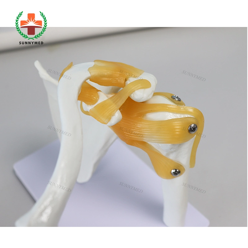 Teaching Shoulder Model Axis Scientific Muscle Shoulder Joint Model