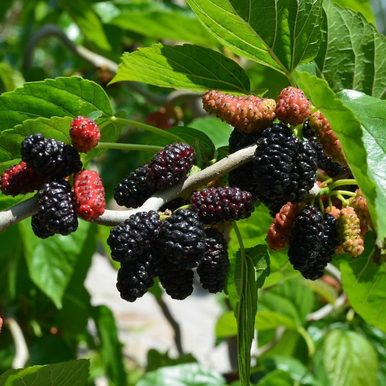 Extracto de Mulberry orgánico fuerte antioxidante antocianinas Extracto de Mulberry