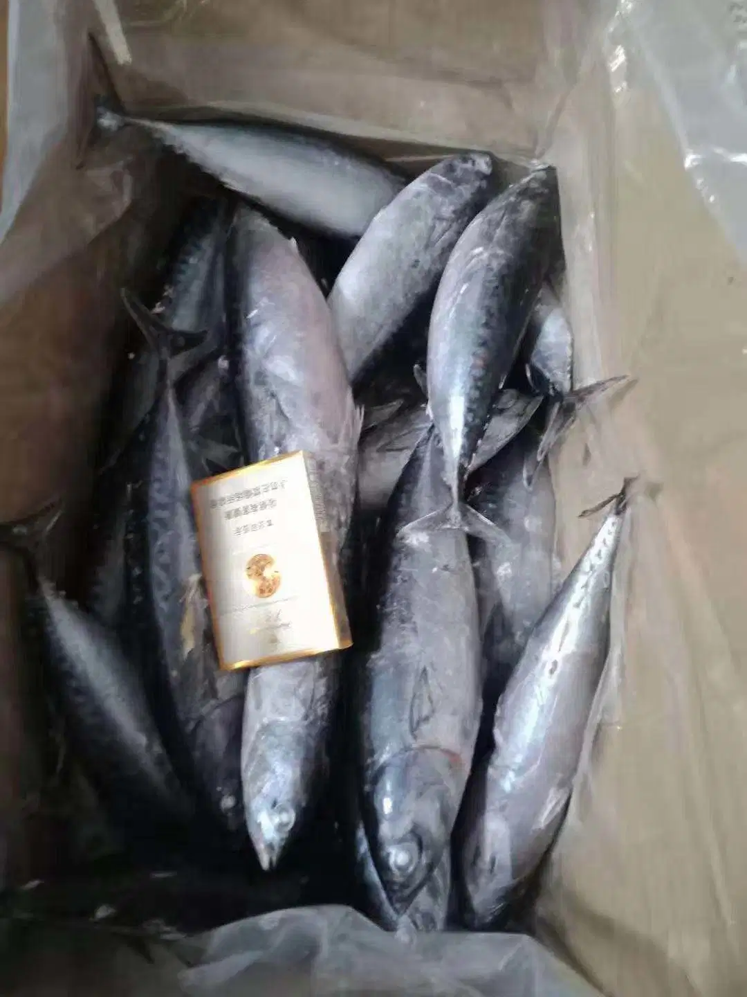 Buen precio congelado de pescado fresco Bonito 300-500g de bonito con rayas