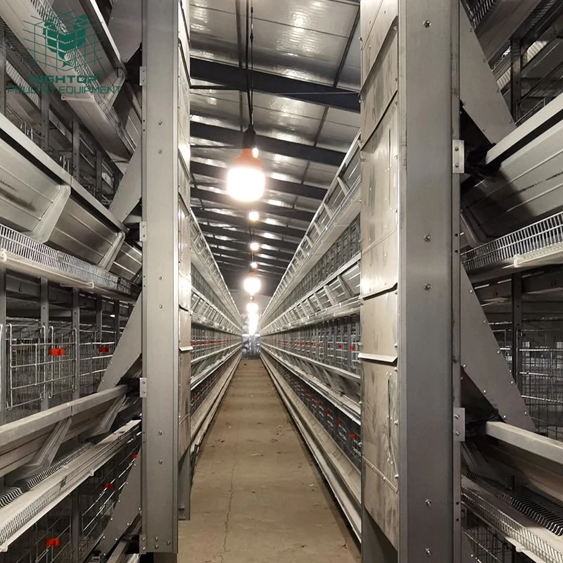 Fully Automatic Layer Chicken Battery Cage with Automatic Feeding System for 10000 Birds