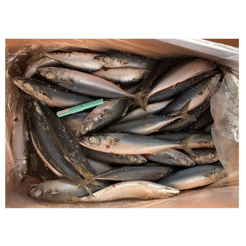 Frozen Pacific Mackerel 250-350g for Vietnam