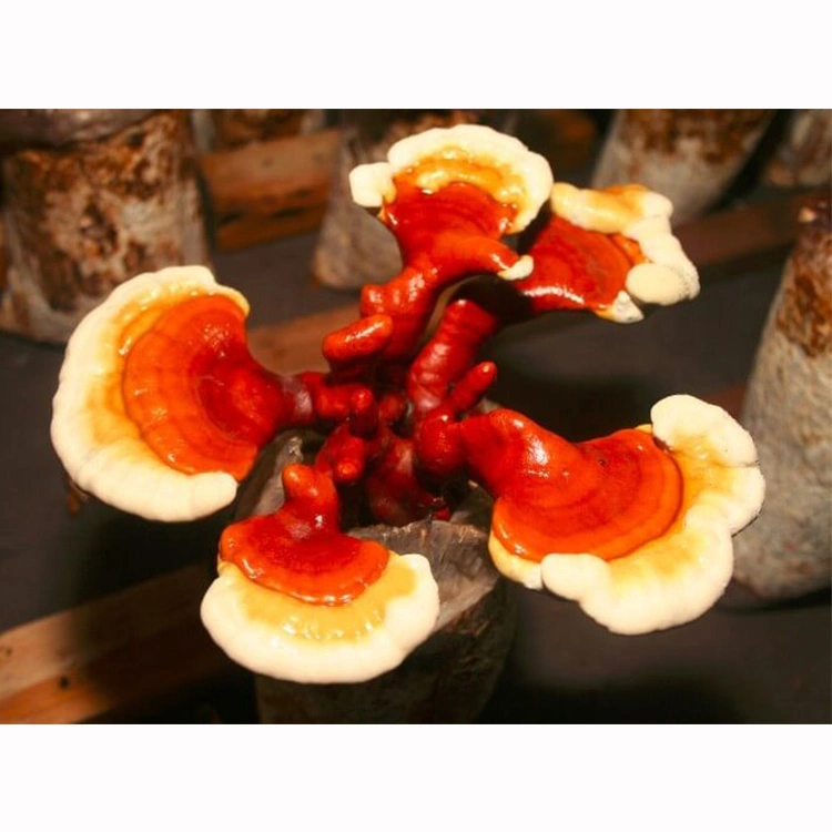 100% Organic Ganoderma Lucidum Lingzhi Mushroom Powder Enriched Reishi Extract Mushroom Spore Powder