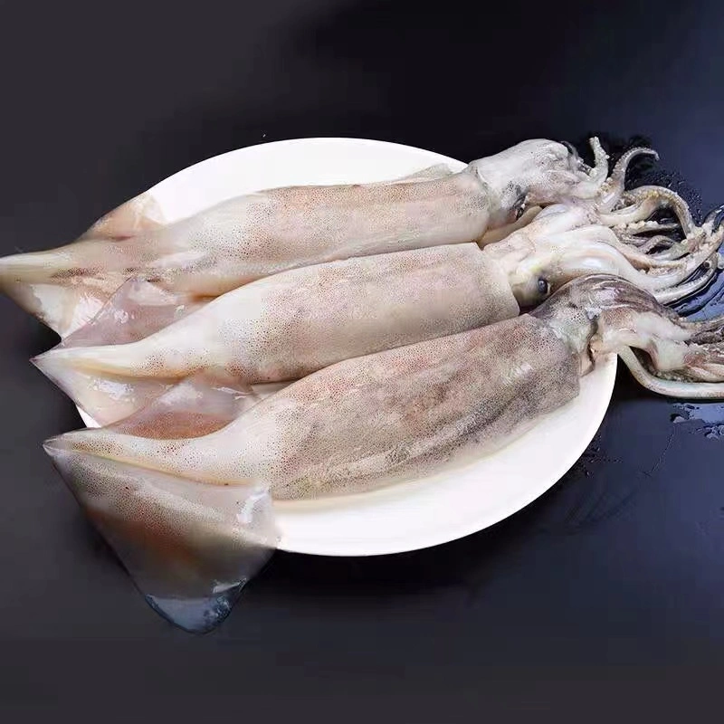 Frozen Seafood Wild Whole Round Squid/Calamari