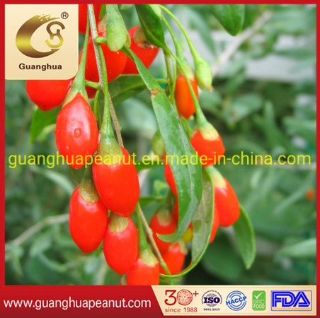 Good Sale Dried Goji Berry From China