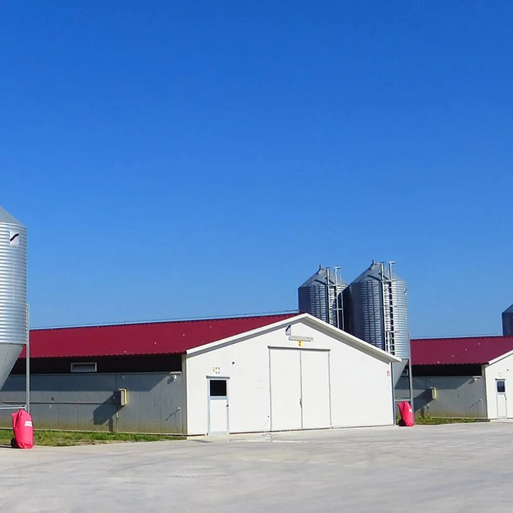 Autofabricado completamente automático de acero fácilmente gestionado Chicken House Granja de aves de corral