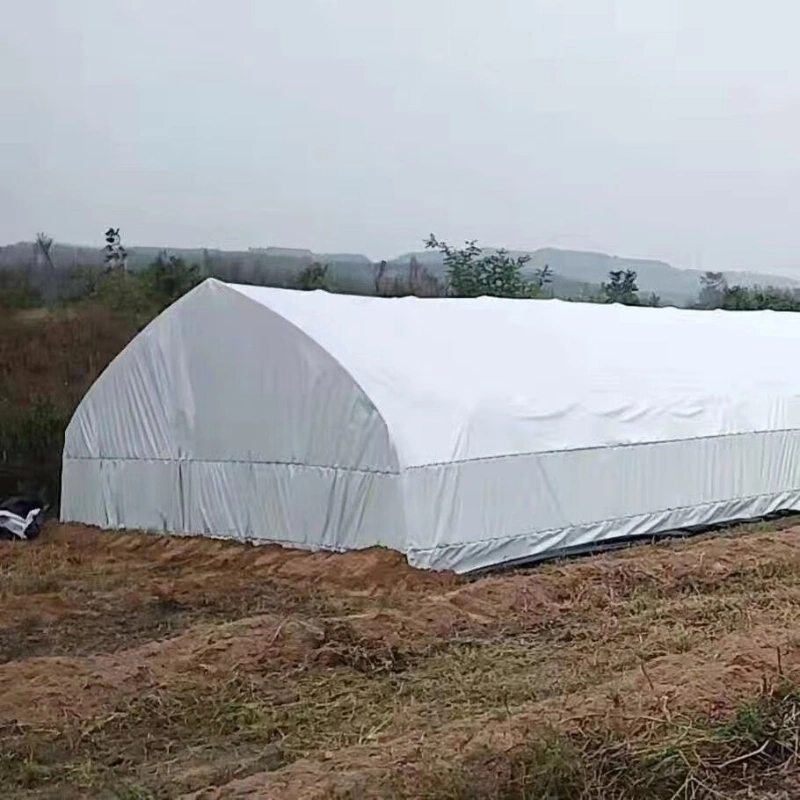 Affordable Agricultural Single-Span Sunlight Film Greenhouse with Hydroponic System and Automatic Irrigation System