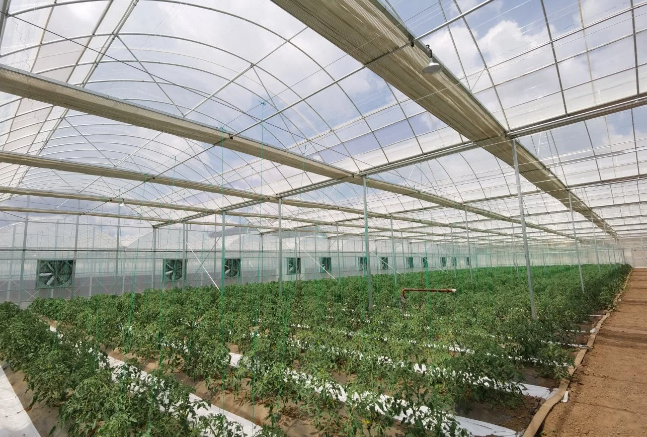 Film PC Sheet Agricultural Multi-Span Greenhres Hydroponics légumes tomate/concombre Pepper Fleurs fruit