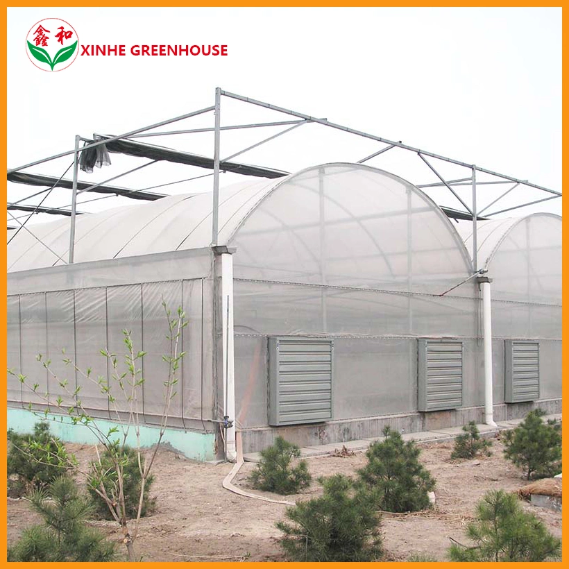 Single Layer Film Vegetables Greenhouse with Hydroponics for Tomatoes