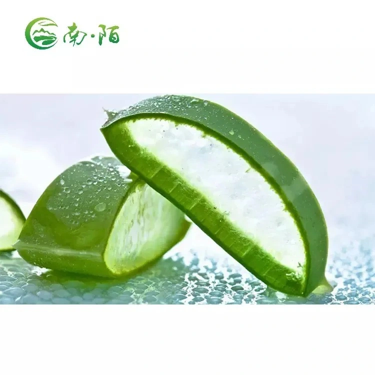 Aloe Vera 200: 1 Powder Aloe Vera Extract Powder Aloe Barbadensis Extract