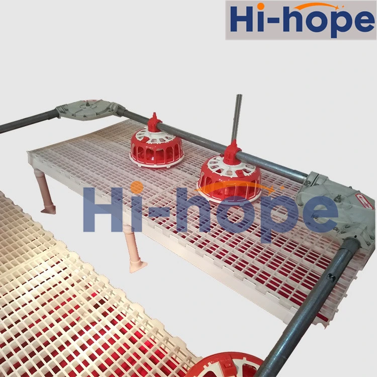 Chain Plate Conveyor Feed System for Poultry Field