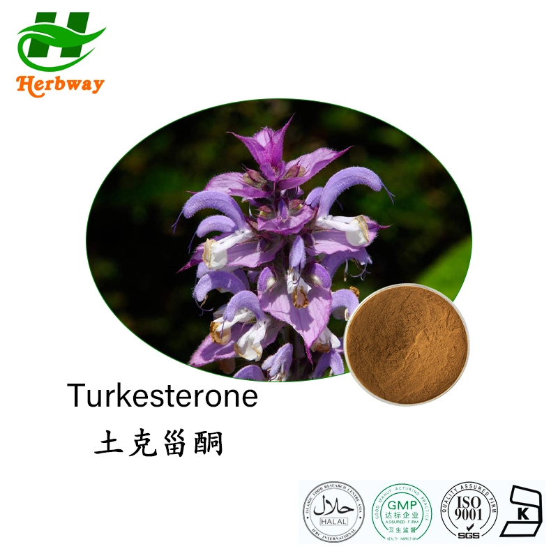 Herbway Kosher Halal Fssc HACCP Certified Natural Plant Extract 2%Turkesterone Ajuga Turkestanica Extract