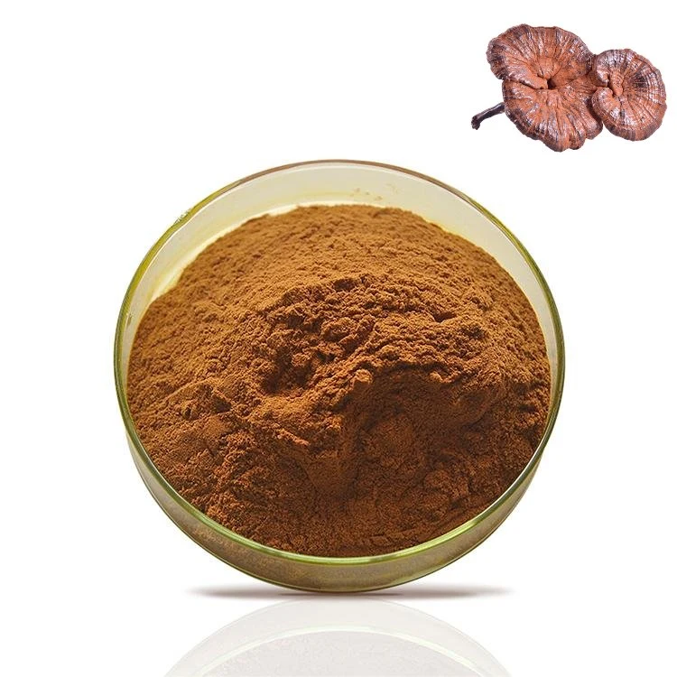 Supply Free Sample Red Reishi Mushroom Lucidum Spore Ganoderma Extract Powder